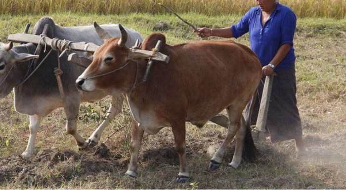Boosting Agricultural Yields with Open Data